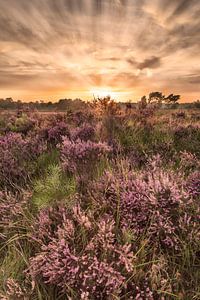 Zonsondergang Kalmthoutse Heide van Tom Opdebeeck