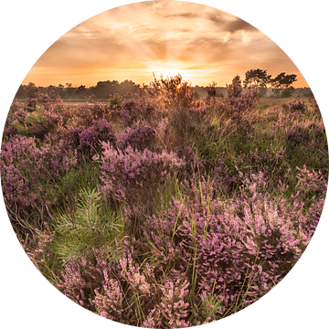 Zonsondergang Kalmthoutse Heide