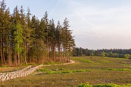 Die goldene Stunde mit Wald und Blick auf den Lemelerberg von Deborah de Meijer