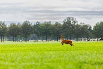 Verspielte kleine Hirsche auf der Wiese