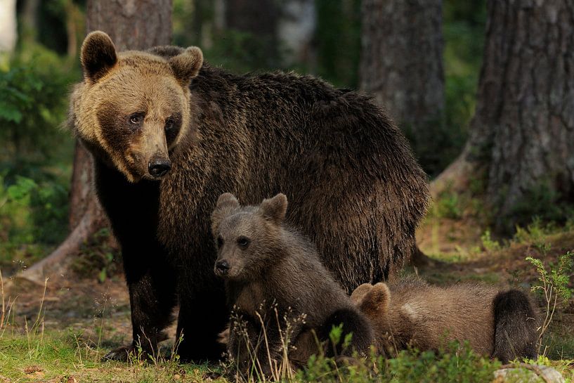 Mother bear with cubs by Tariq La Brijn