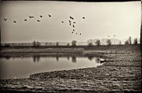 Nostalgische Vogels