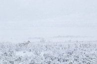 Wolf im Schnee im Yellowstone-Nationalpark von Dennis en Mariska Miniaturansicht