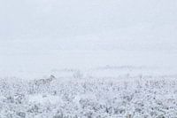 Wolf in the snow in Yellowstone National Park