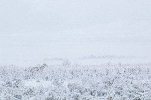 Wolf in the snow in Yellowstone National Park