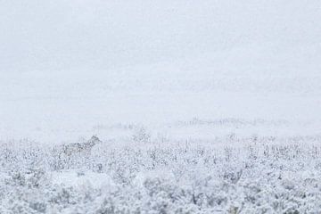 Wolf im Schnee | Wolf Kunstdruck