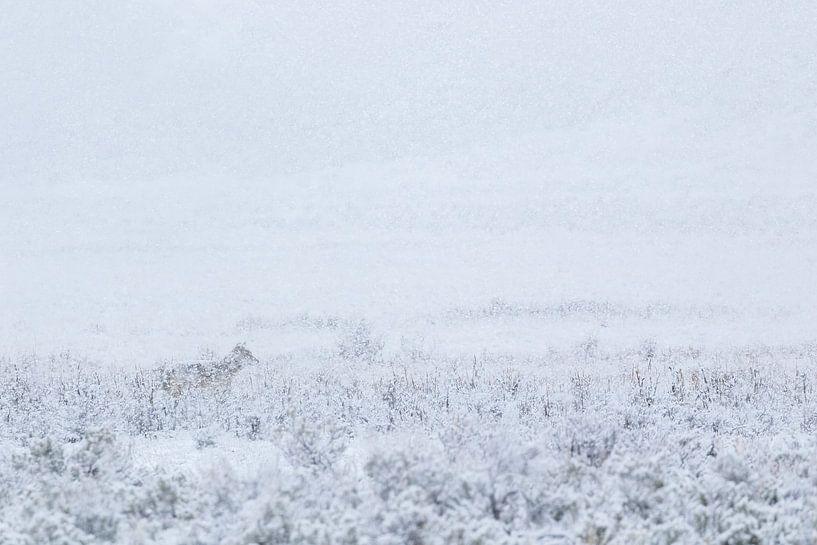 Wolf in the snow in Yellowstone National Park by Dennis en Mariska