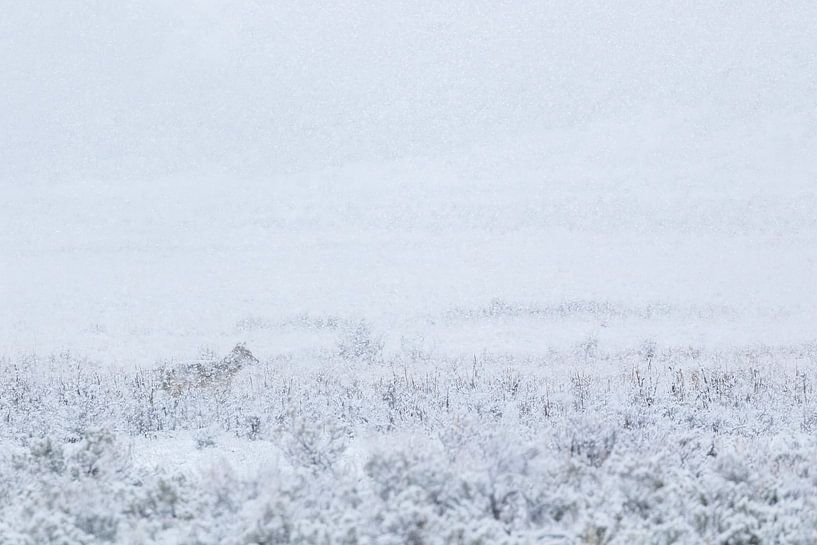 Wolf im Schnee im Yellowstone-Nationalpark von Dennis en Mariska