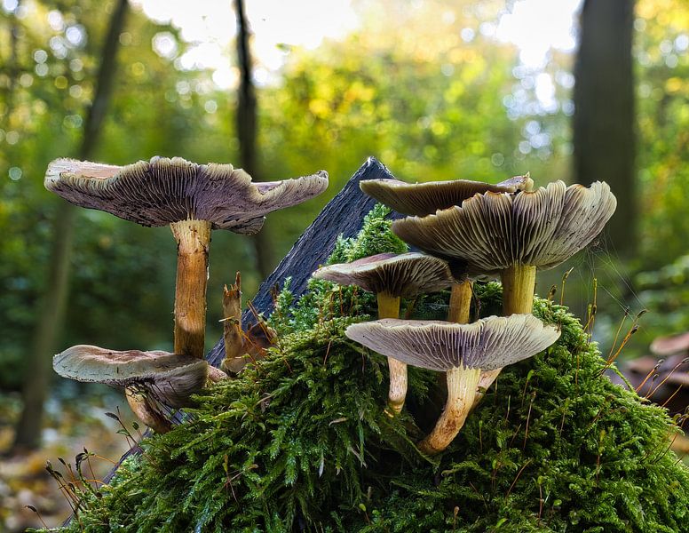 Zicht op paddenstoelen in een holle boom van Andreas Völkel