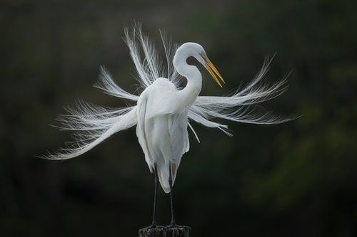 De reiger in de witte jurk van Kevin Hernandez