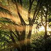 Die Sonne scheint durch die Bäume von Eefje John