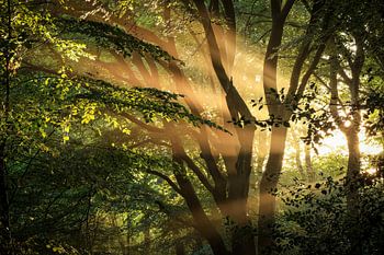 Die Sonne scheint durch die Bäume