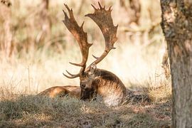 Stag with majestic antlers