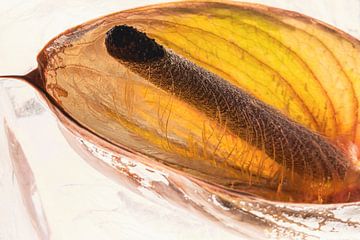 Anthurium dans la glace 2 sur Marc Heiligenstein