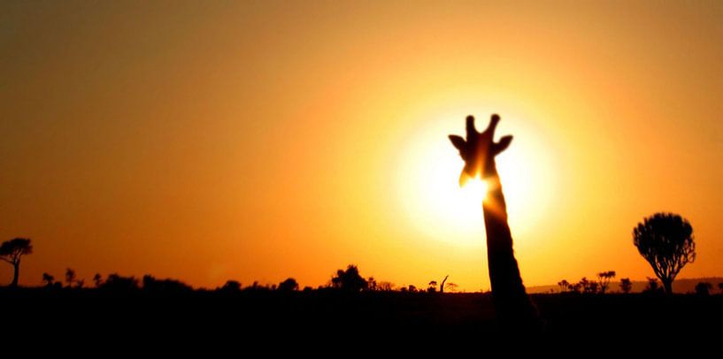giraffe silhouette safari von Martijn Wams