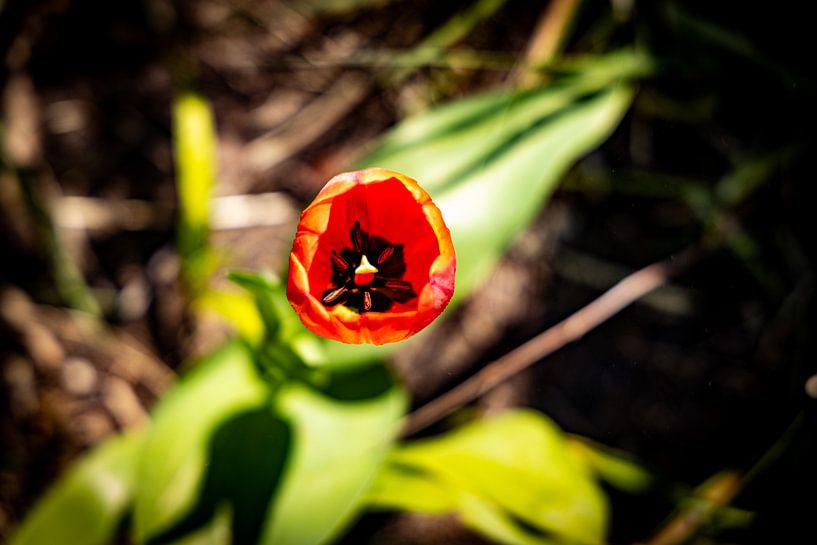 Rathenow &quot;City of Optics by David Krause