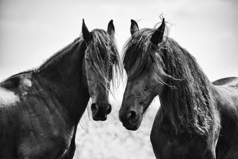 Friesian horses by Herman Troost fotowerk