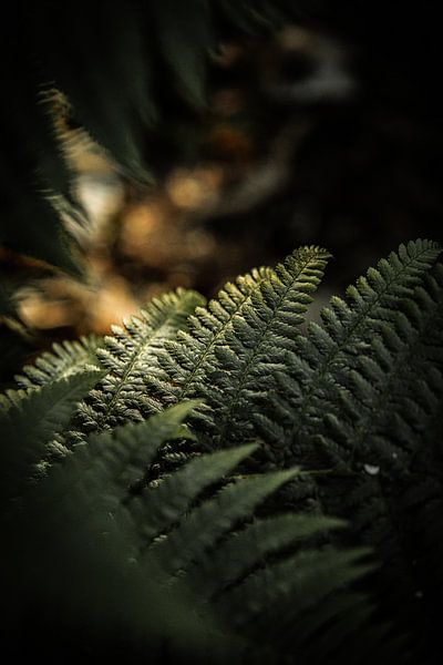 Ferns in Norway's forests by Koen Lipman