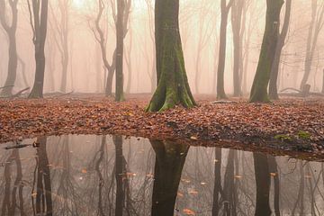 Forêt brumeuse lors d'une journée d'hiver brumeuse