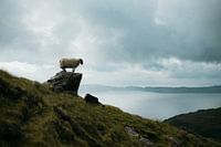 Posierende Schafe, Isle of Sky, Schottland