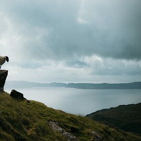 Poserend schaap, Isle of Sky, Schotland van Anja Prins