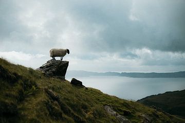 Posierende Schafe, Isle of Sky, Schottland von Anja Prins