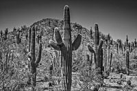 Arizona Landscape black & white