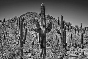 Paysage en Arizona noir-blanc