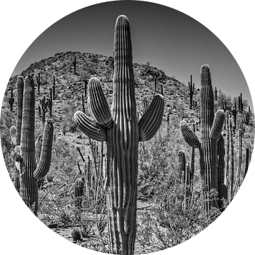 Landschap in Arizona zwart-wit van Melanie Viola