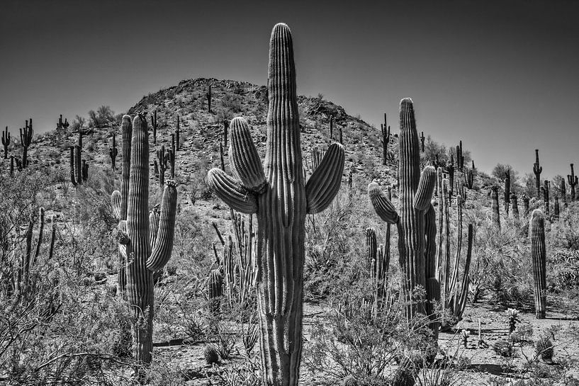 Paysage en Arizona noir-blanc par Melanie Viola