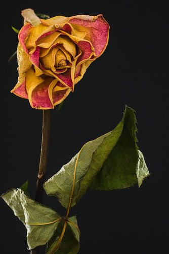 Uitgebloeide geel/rode Roos