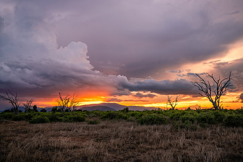 Dramatische zonsondergang in de steppe van Tsavo East in Kenia Afri