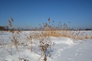 Paysage d'hiver, rempart de Baabe, île de Rügen