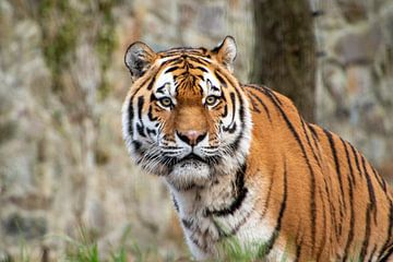 Tijger Ouwehands Dierenpark Rhenen van David van der Kloos