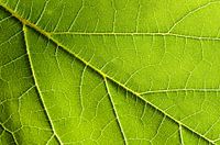 Grape leaf