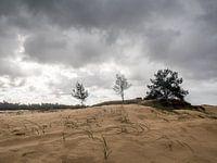 Duinen op de Veluwe