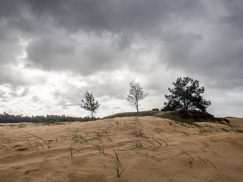 Duinen op de Veluwe