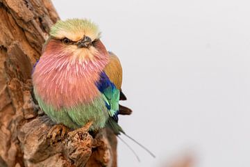 Portret van een vorkstaartscharrelaar (Coracias caudatus) van Remco Donners