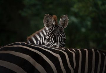 Zebra kijkt over de rug van een andere Zebra van Michel Knikker