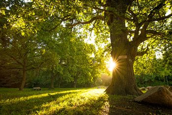 Baum im Licht