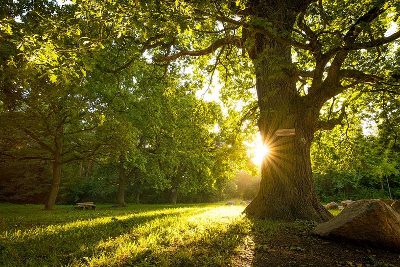 Tree in the light by Martin Wasilewski