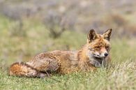  Fuchs, der im Gras liegt von William Linders Miniaturansicht