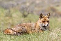  Fuchs, der im Gras liegt