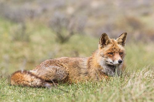  Fuchs, der im Gras liegt