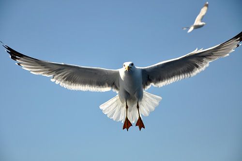 Zeemeeuw in de vlucht