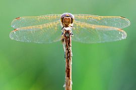 Paaldanser von Paul Arentsen