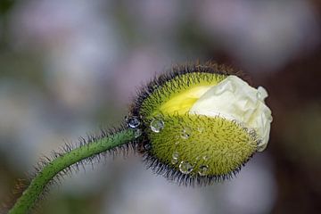Flower bud with drop by Katrin May