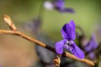 Een violet viooltje, dat is toevallig!