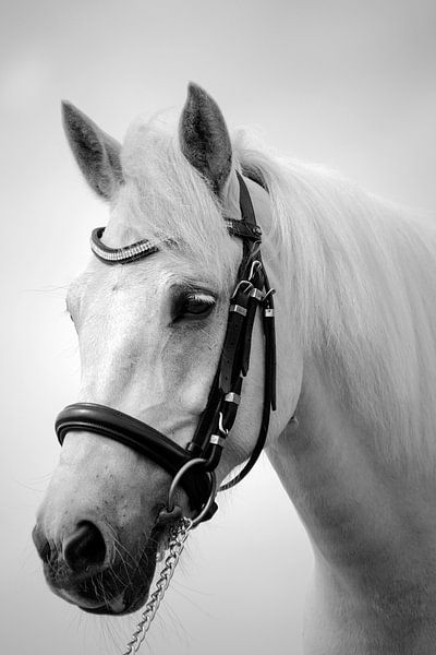 paardengezicht von Lonneke Prins