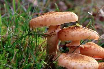 Paddenstoelen in de herfst van Bobsphotography